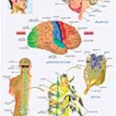 دستگاه-عصبی-2
