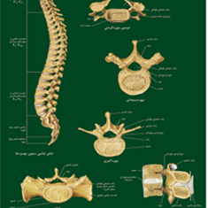 ستون-مهره-ها