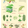 برگ-در-گیاهان-مختلف