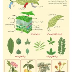 برگ-در-گیاهان-مختلف