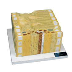 برگ-دو-لپه-ای