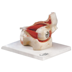 چشم-با-ماهیچه