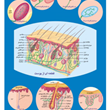 ساختمان-پوست-انسان