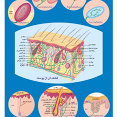ساختمان-پوست-انسان
