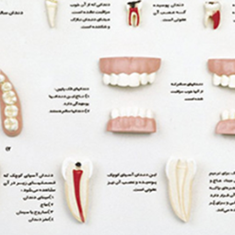 مدل-مراقب-دندان-های-خود-باشید
