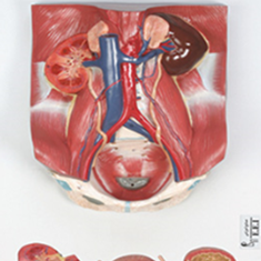 مدل-دستگاه-ادراری