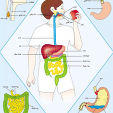 دستگاه-گوارش