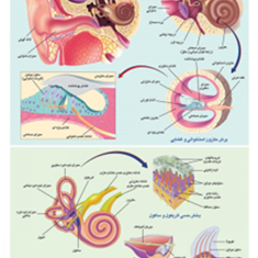 ساختمان-گوش-انسان