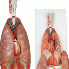 مدل-دستگاه-تنفس
