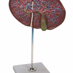 مدل-کبد-و-کیسه-صفرا