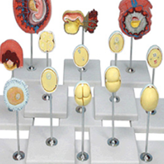 مدل-مراحل-رشد-و-نمو-جنین-انسان-در-ماه-اول