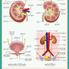 دستگاه-دفع-ادرار-انسان