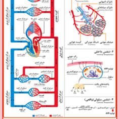 گردش-خون-ششی-عمومی-در-انسان
