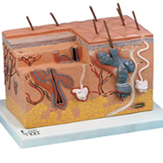 پوست-پلکانی