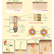 انواع-ریشه-های-گیاهان-مختلف
