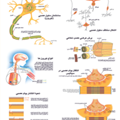 دستگاه-عصبی-1