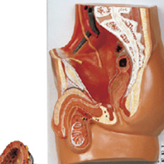 مدل-دستگاه-تناسلی-مرد