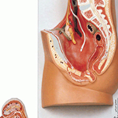مدل-دستگاه-تناسلی-زن