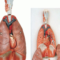 مدل-دستگاه-تنفس