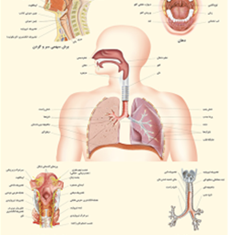 دستگاه-تنفسی