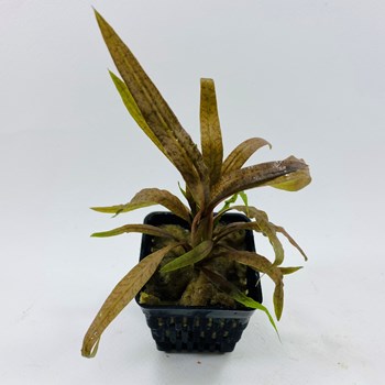 کریپتو-کورین-البیدا-براون