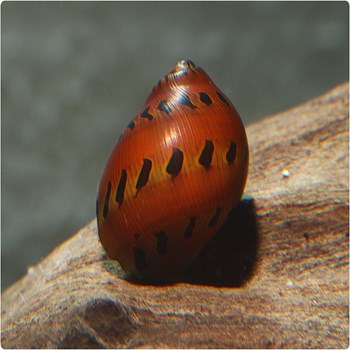 حلزون-توت-فرنگی