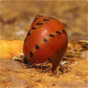 حلزون-توت-فرنگی