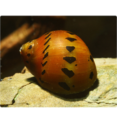 حلزون-توت-فرنگی