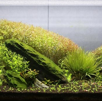 Neo-Solution-kaquario-کود-مایع-پتاسیم-نئو300-ml