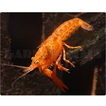 کامبارالوس-اورنج