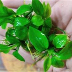 انابیاس-ناناگلدن