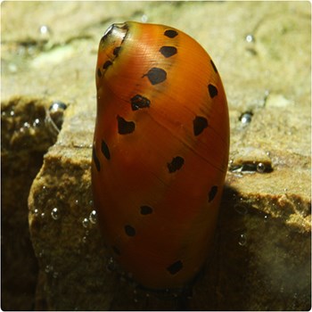 حلزون-توت-فرنگی