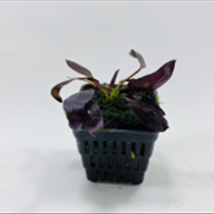 اچیندروس-افلامه-EchinodorusAflame