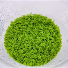 چمن-همیانتوس-کوباییکشت-بافت