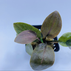 اچیندروس-لاجناندرا-میبلیدی-ردروند