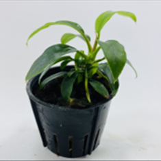 آنوبیاس-مینیما-anubias-minima