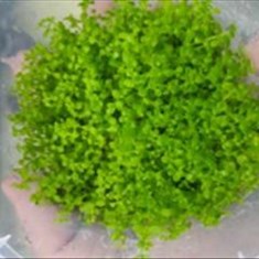 چمن-مونت-کارلو-Micranthemum-monte-carlo-care