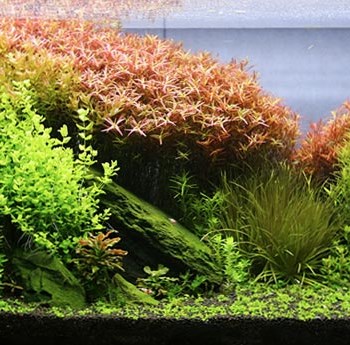 Neo-Solution-kaquario-کود-مایع-پتاسیم-نئو300-ml