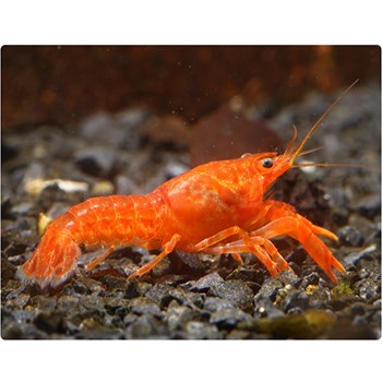 کامبارالوس-اورنج