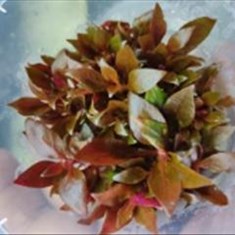 الترناترا-رینکی-مینی