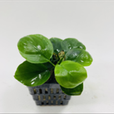 آنوبیاس-بارتری-روندگلد-کوینAnubias-Barteri-RoundGolden-Coin