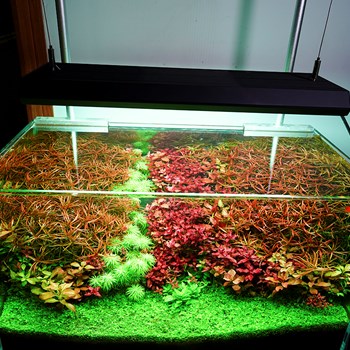 نور-چیهیروس-ویود2-CHIHIROS-RGB-Vivid-II