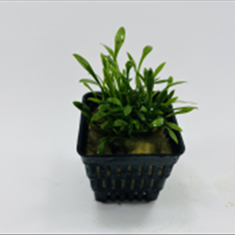 کریپتوکورین-نویلی-Cryptocoryne-Nevelli