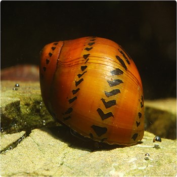 حلزون-توت-فرنگی