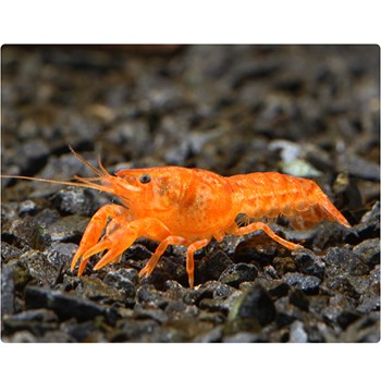 کامبارالوس-اورنج