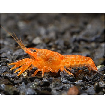 کامبارالوس-اورنج