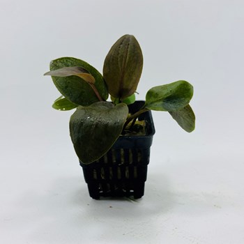 اچیندروس-لاجناندرا-میبلیدی-ردروند