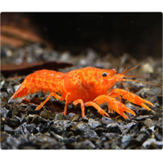 کامبارالوس-اورنج