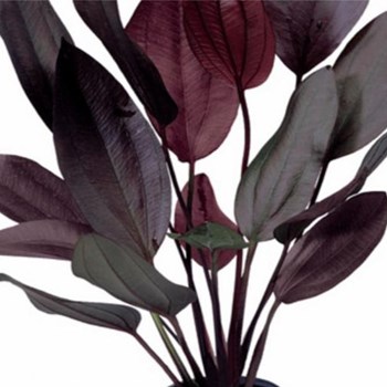 اچیندروس-افلامه-EchinodorusAflame