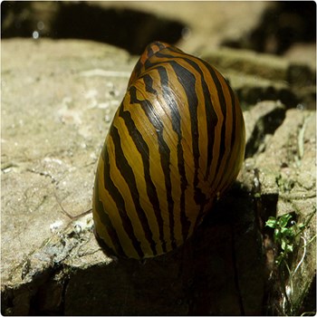 حلزون-زبرا